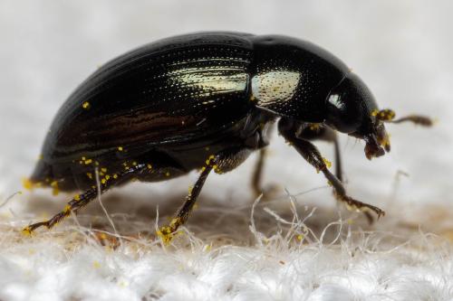 Réf. 321 848 : Tolyphus granulatus